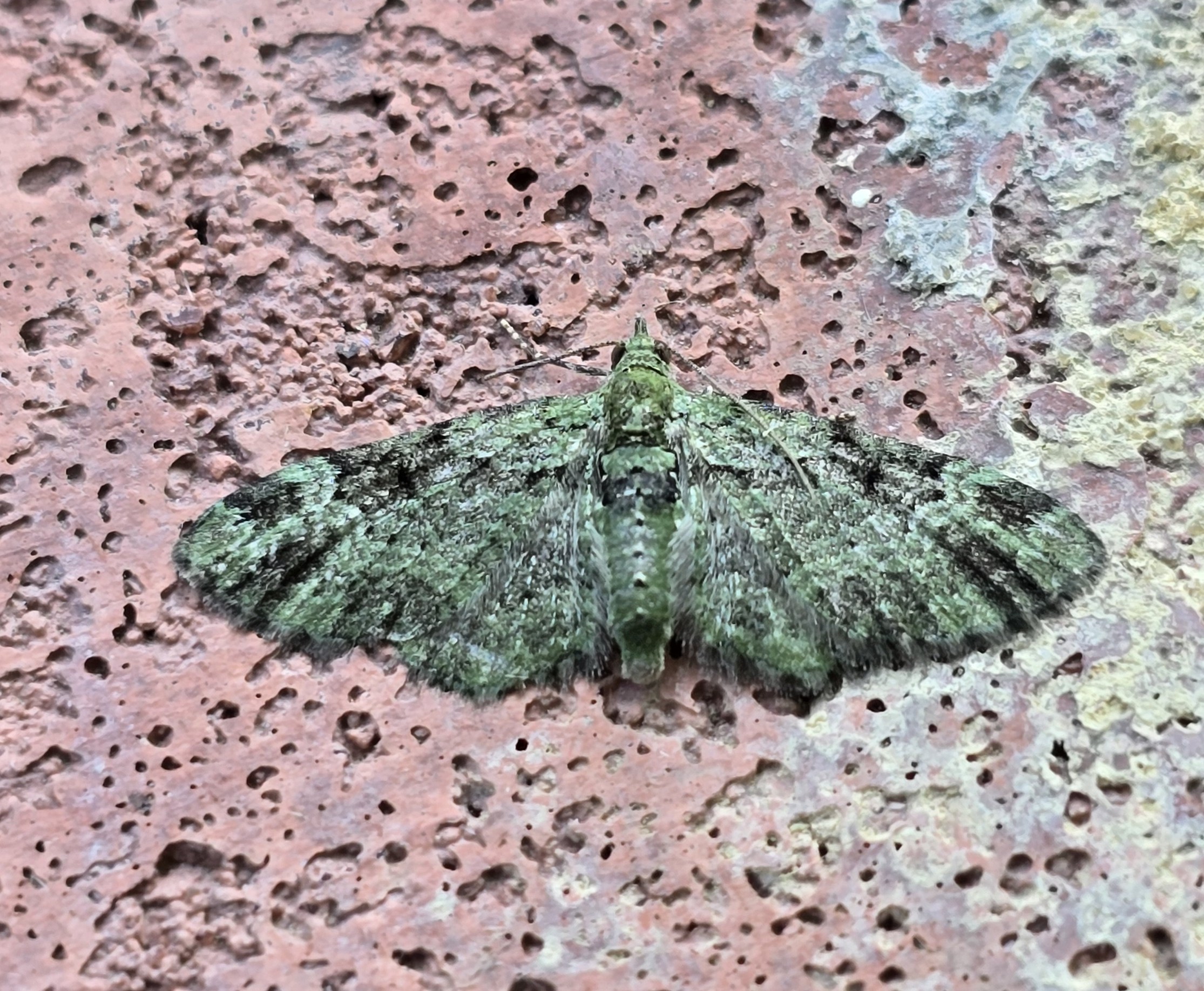 Photo of Green Pug (Pasiphila rectangulata)